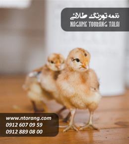 فروش جوجه گوشتی تابان